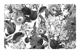 Black and White Floral