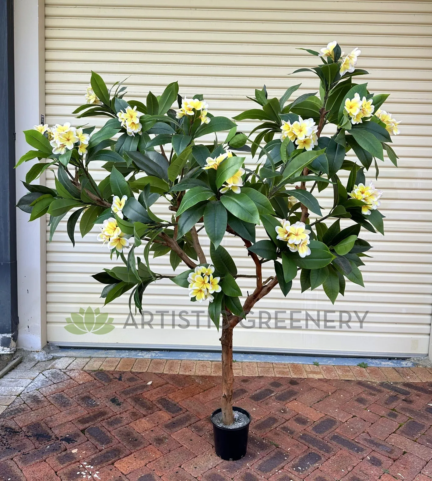 CT009B Frangipani Tree 185cm Tall